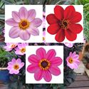 Bild von Ej Dahlia Divers